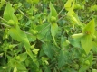Wühlmauswolfsmilch Euphorbia lathyris Samen