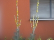 Königskerze Verbascum densiflorum Samen