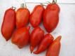 Tomate Andenhorn Samen