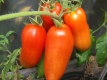 Tomate Andenhorn Samen
