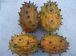 Riesenkiwano aus der Ukraine Samen