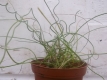 Korkenzieherbinse Spiralis Pflanze