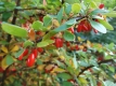 Echte Berberitze (Berberis vulgaris) Samen