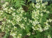 Weißer Dost Origanum vulgare 'Album' Samen