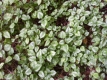 Goldnessel Lamiastrum galeobdolon&quote;Florentinum&quote;Pflanze