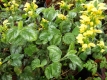 Goldnessel Lamiastrum galeobdolonFlorentinumPflanze