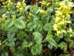 Goldnessel Lamiastrum galeobdolon&quote;Florentinum&quote;Pflanze