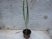 Haferwurzel Tragopogon porrifolius Pflanze