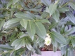 Kirschlorbeer Herbergii Pflanze