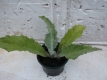 Eselsdistel Onopordum acanthium Krebsdistel Pflanze