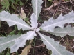Eselsdistel Onopordum acanthium Krebsdistel Pflanze