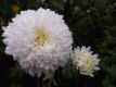 Chrysantheme,weiss,großblumig,gefüllt 6 bewurzelte Stecklinge