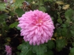 Chrysantheme,rosa,großblumig,gefüllt 6 bewurzelte Stecklinge