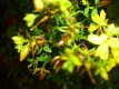 Johanniskraut Hypericum perforatum Pflanze