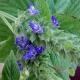 Chia Salvia hispanica Pflanze***