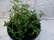 Brahmi Bacopa monnieri Pflanze***