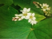 Echter Buchweizen Fagopyrum esculentum Pflanze