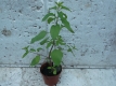Echter Buchweizen Fagopyrum esculentum Pflanze