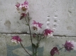 Akelei Aquilegia vulgaris plena 'Pink Petticoat' Samen