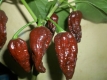 Chili Bhut Bih Naga Jolokia Pflanze***