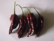 Chili Bhut Bih Naga Jolokia Pflanze