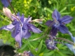 Akelei Aquilegia vulgaris blau Samen