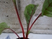 Polnischer Stielmangold rot Pflanze