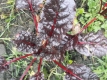Polnischer Stielmangold rot Pflanze