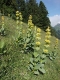 Gelber Enzian Gentiana lutea Samen