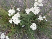 Schafgarbe Achillea millefolium Samen