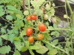 Tomate Rotes Tröpfchen Samen