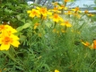 Gewürztagetes Orange Gem Pflanze