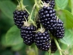 Brombeere Navaho R dornenlos Rubus fructicosa***