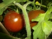 Tomate Paul Robeson Samen