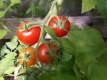 Tomate Rote Johannisbeertomate Samen