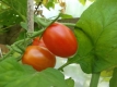 Tomate Cherry Roma Samen