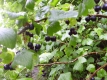 Schwarze Johannisbeere Titania Pflanze