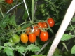 Tomate Datteltomate rot Samen