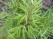 Bambus Fargesia murielae&quote;Jumbo&quote; Pflanze