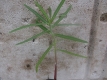 Wühlmauswolfsmilch Euphorbia lathyris Pflanze