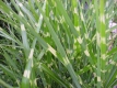 Stachelschweingras Miscanthus sinensis&quote;Zebrinus&quote; Pflanze