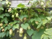 Echter Hopfen Humulus lupulus Samen