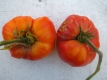 Tomate Fleischtomate Big Rainbow Pflanze
