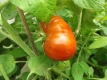Tomate Noire Cosebeuf Pflanze
