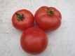 Tomate Ukrainische Schöne Pflanze