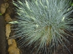 Blauschwingel Festuca glauca Pflanze