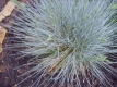 Blauschwingel Festuca glauca Pflanze