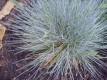 Blauschwingel Festuca  glauca Pflanze