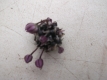 Weinberglauch Allium vineale Samen