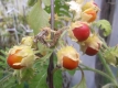 Litschitomate Solanum sisymbriifolium Samen